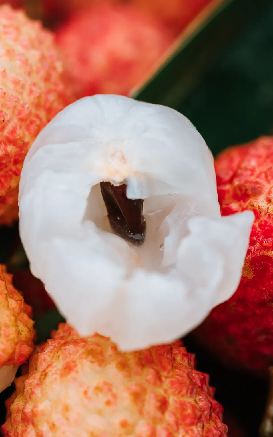 荔枝这种水果，最大的缺点就是不耐储存，离开枝头以后特别容易变质了。小时候的课文《南州六月荔枝丹》里对