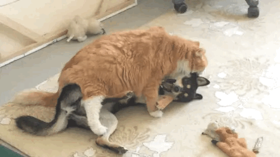 这天下就没有我得不到的狗！