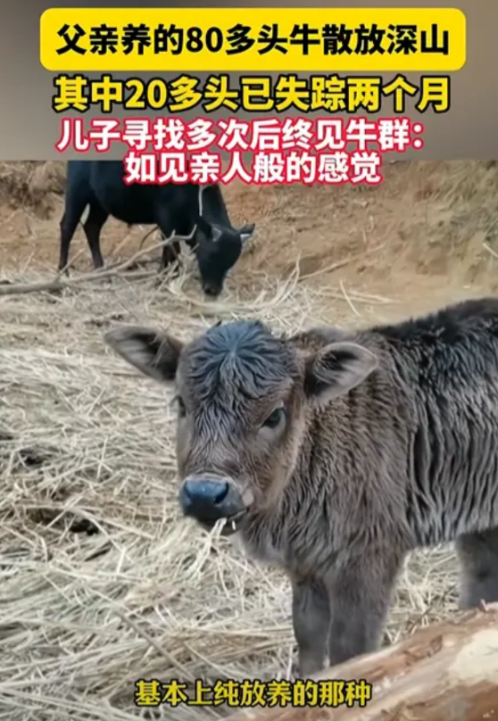 太神奇了！江西赣州有位老父亲将自己的80多头老黄牛以放养的形式养在山里。一般来讲