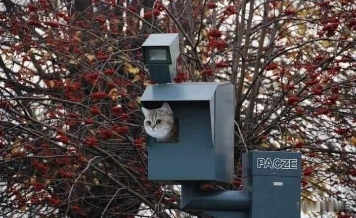 这像霍格沃茨学校会出现的猫猫摄像头猫猫日常分享