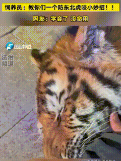 “真没用”！饲养员的腿被小老虎咬住了，饲养员一点都不紧张，反而以此作为案例，教网