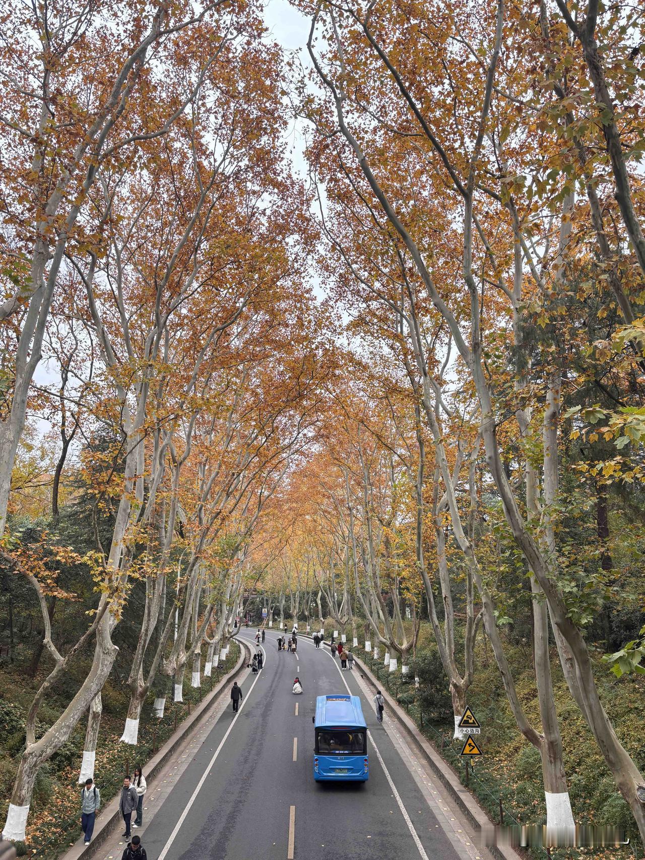 到南京出差梧桐大道的美景尽收眼底一季有一季的美