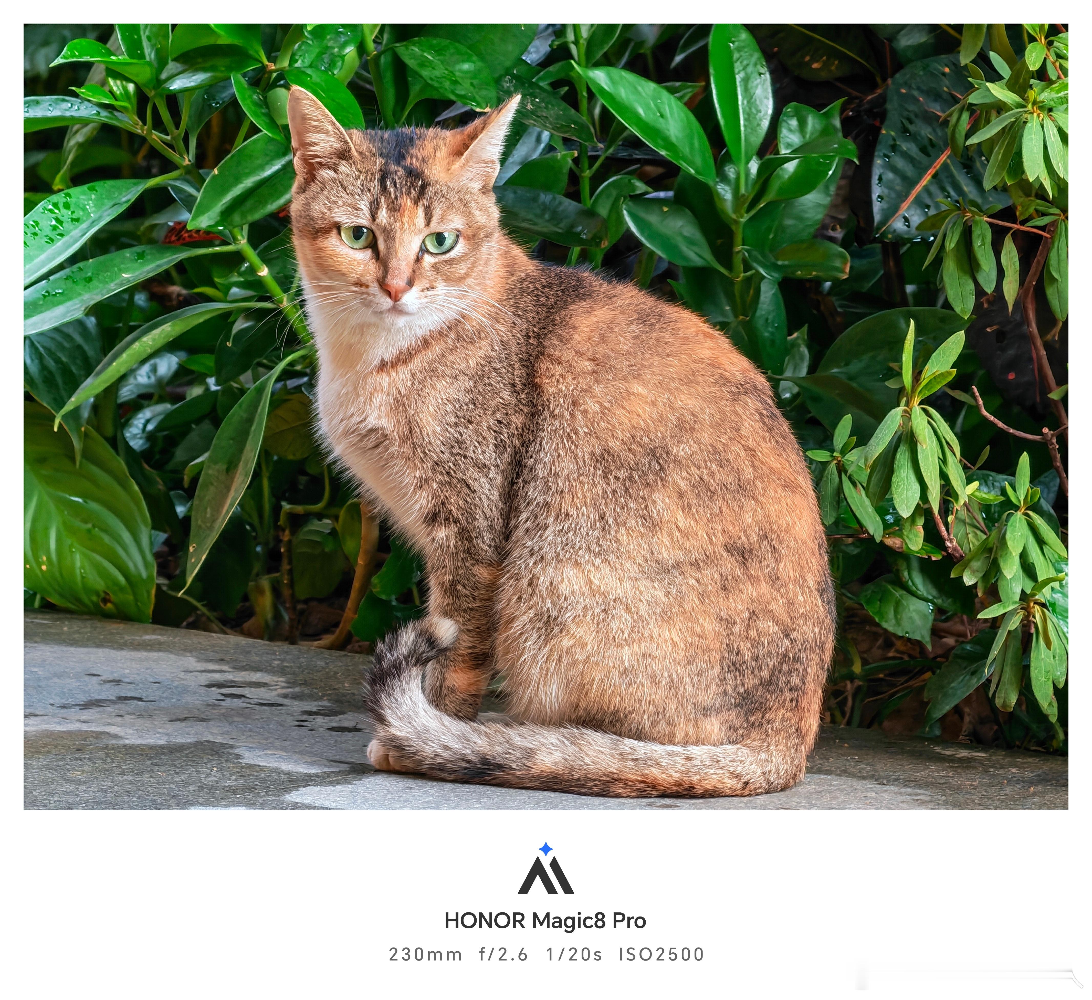 真的很喜欢用荣耀Magic8Pro给猫咪们拍照～特别是实况，鲜活的生命力都快溢出