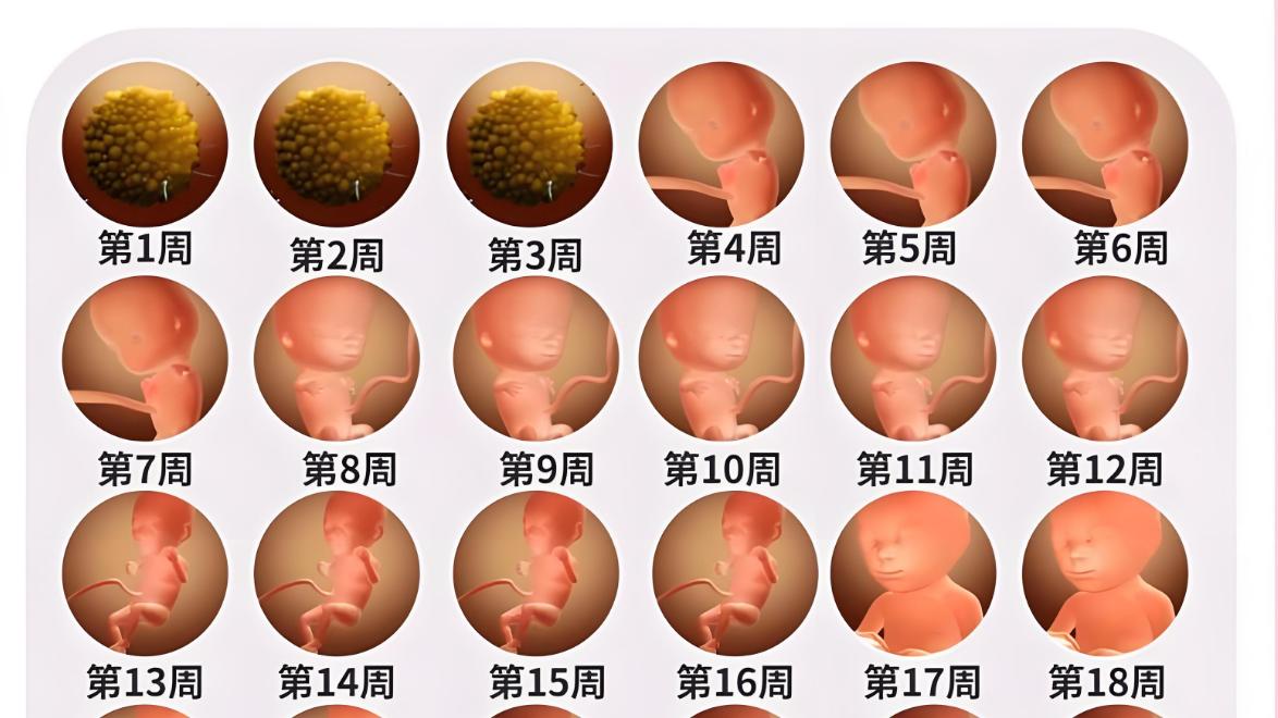 怀孕期间身体会经历哪些明显变化?孕妈:三个变化很难逃过呀