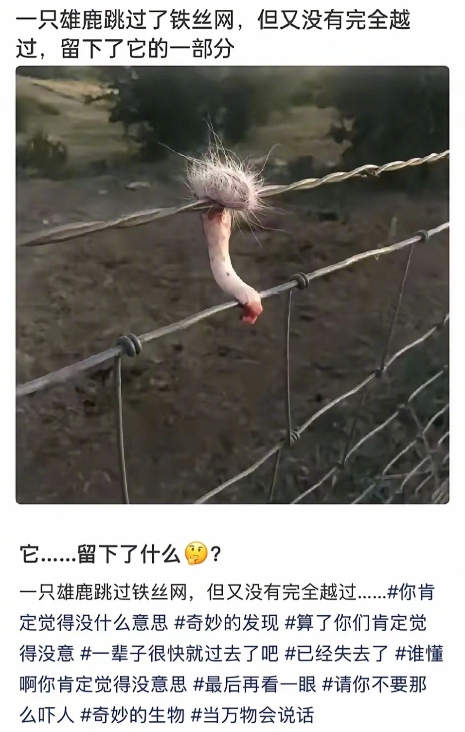 一只雄鹿跳过了铁丝网，但是，又没有完全跳过，身体的一小部分留在了铁丝网上……背景