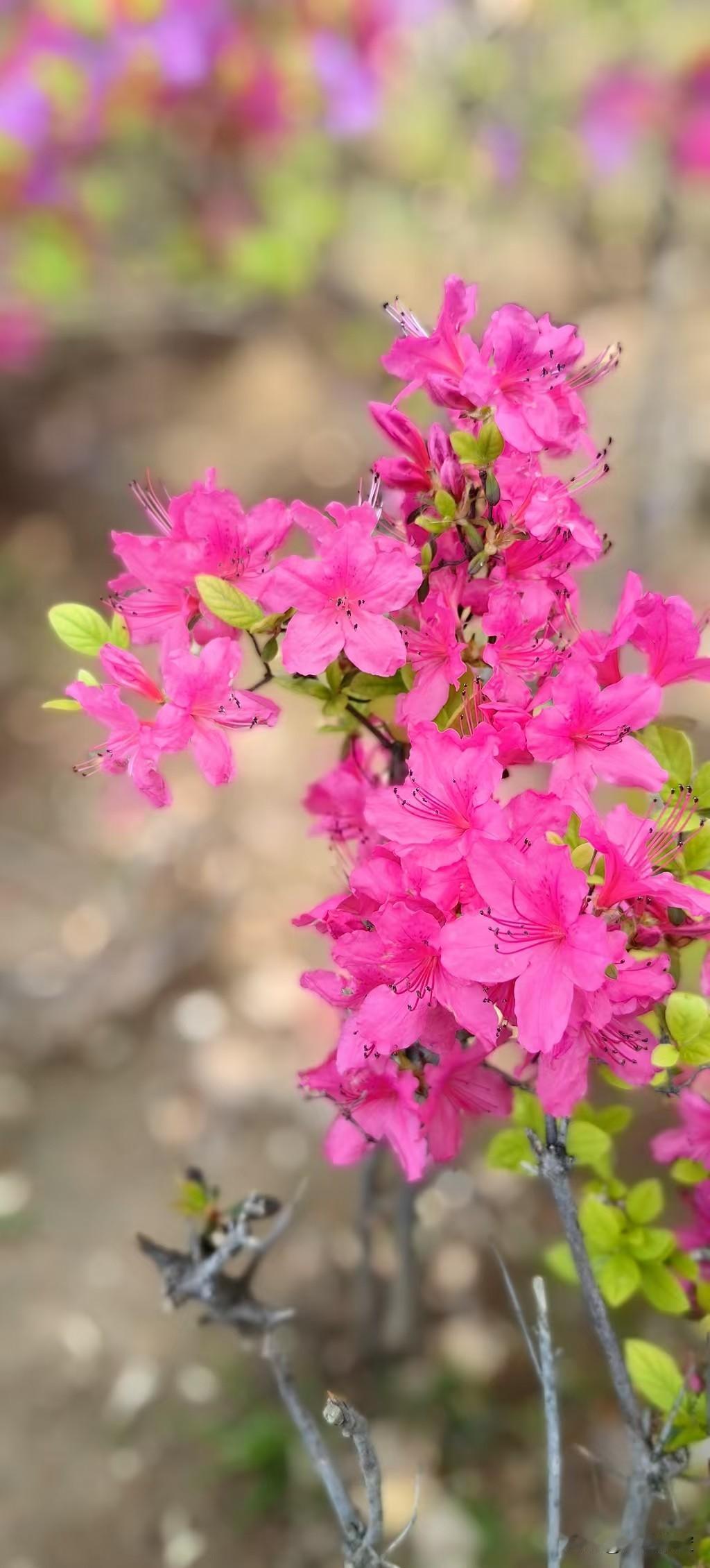 附近一爿写字楼前的花圃里，种了许多杜鹃花，眼见得一年比一年减了规模。此花又叫映山