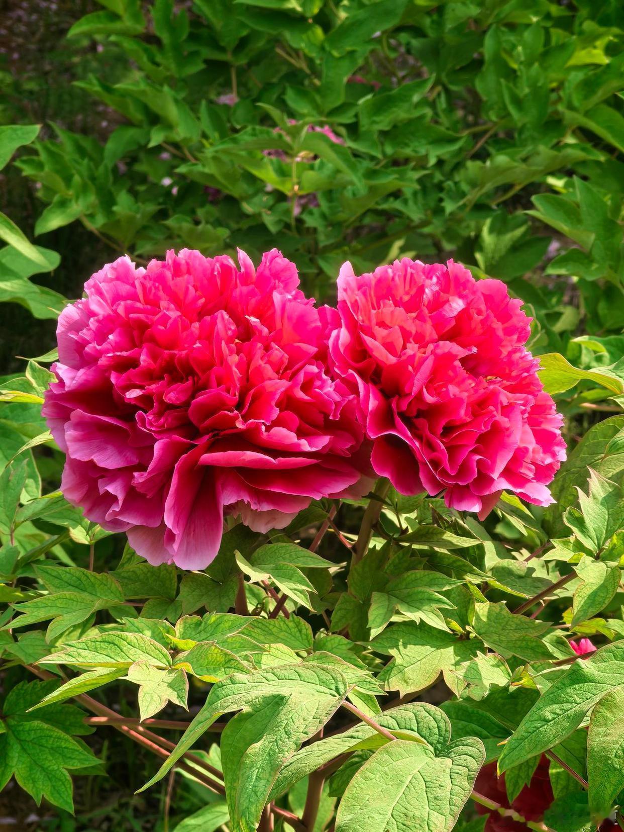 四月洛阳牡丹盛放，九朝古都的沉香风韵里，万紫千红开遍，引得游人沉醉香风～历经浮沉