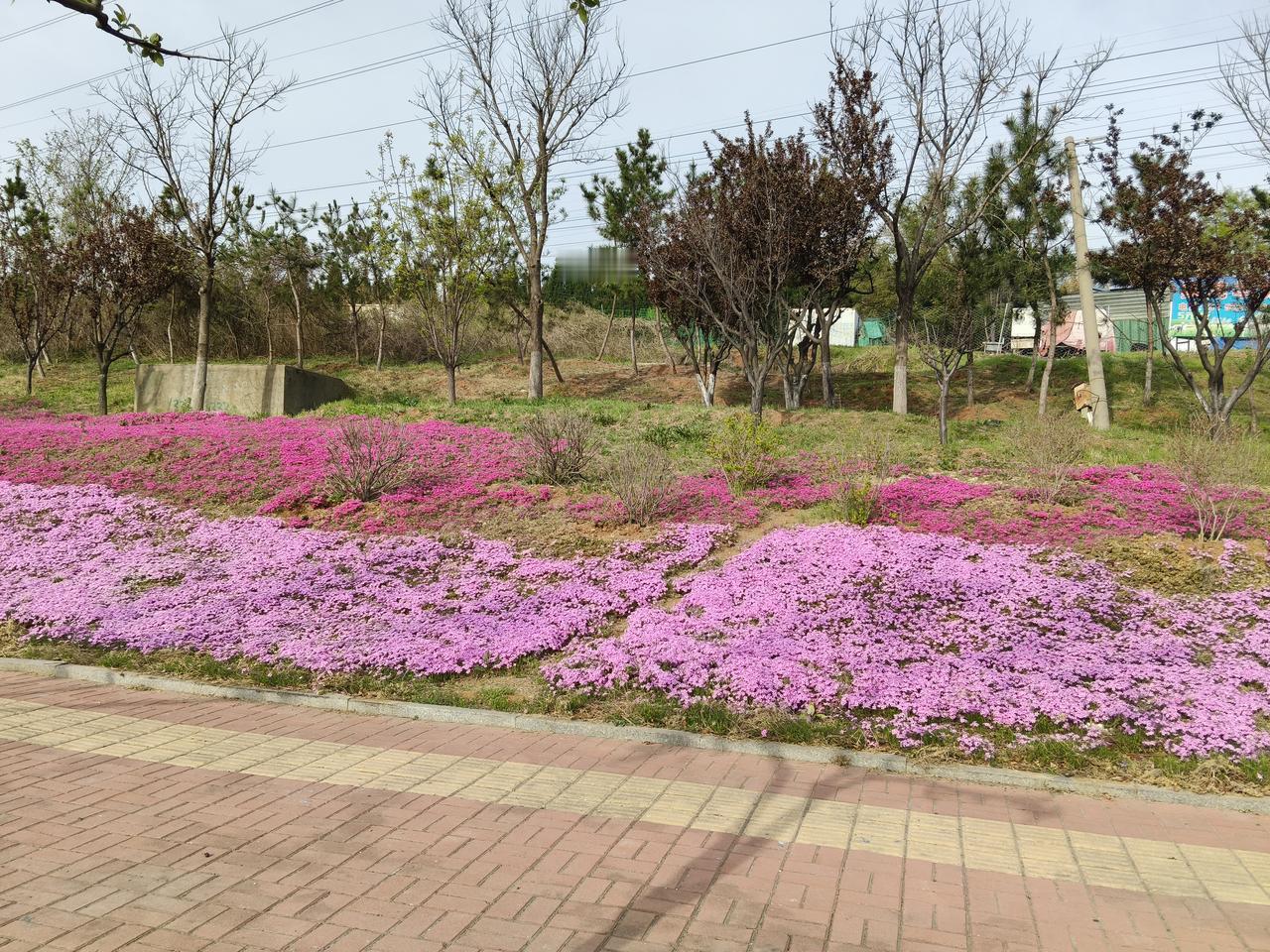 敢跟我要钱，我就要你命？河北邯郸的未某驾车残忍碾压亲大伯，并致其死亡，其实