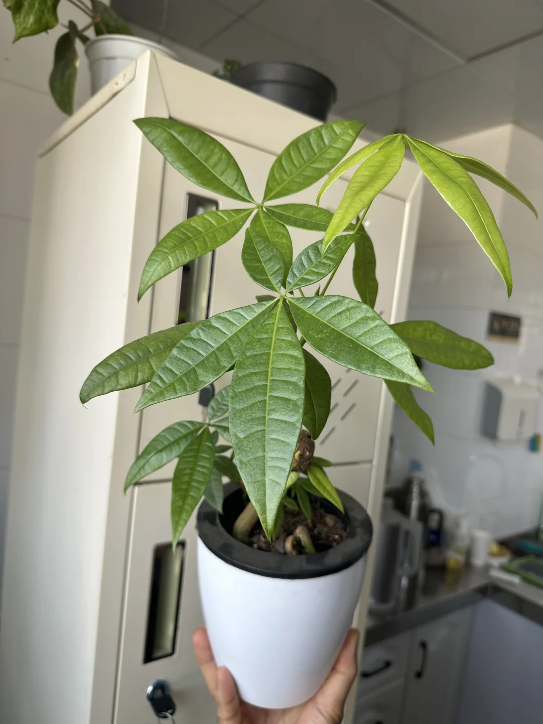 播种发财树的乐趣