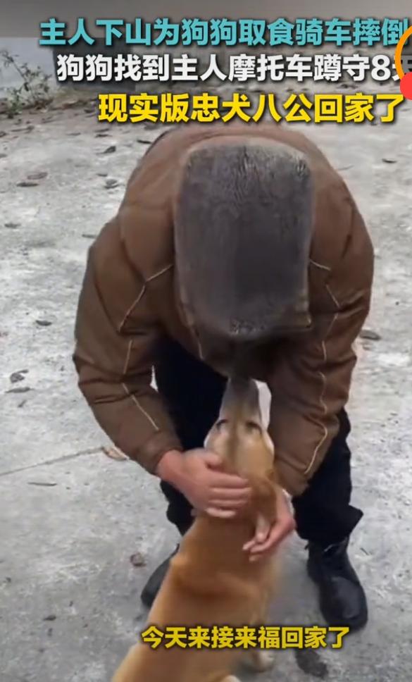 主人住院狗狗摩托车旁蹲守8天“它每天就守在这儿，一动不动，谁叫都不走。