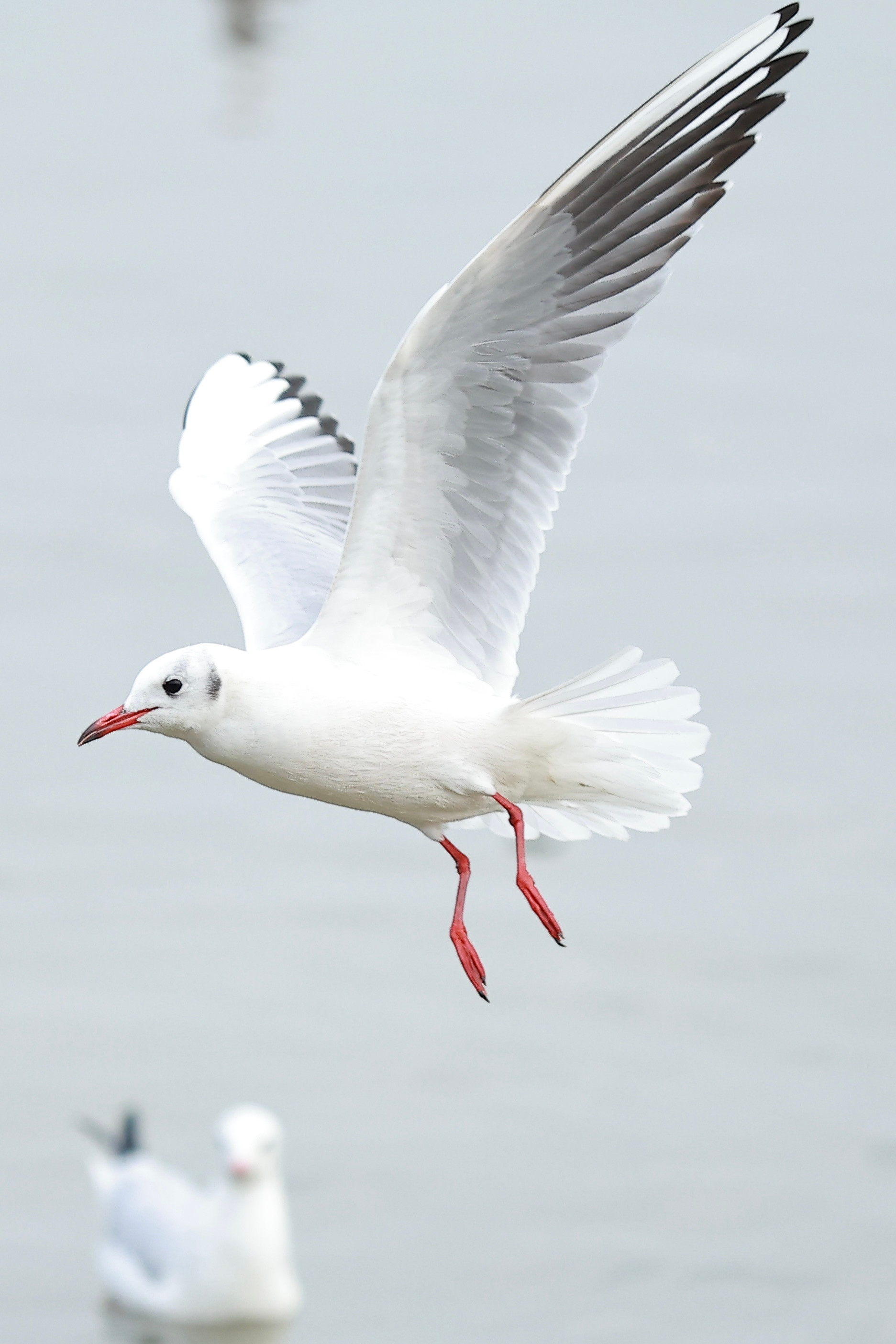 海鸥🐦深圳湾公园候鸟观赏好去处深圳·华侨城欢乐海岸