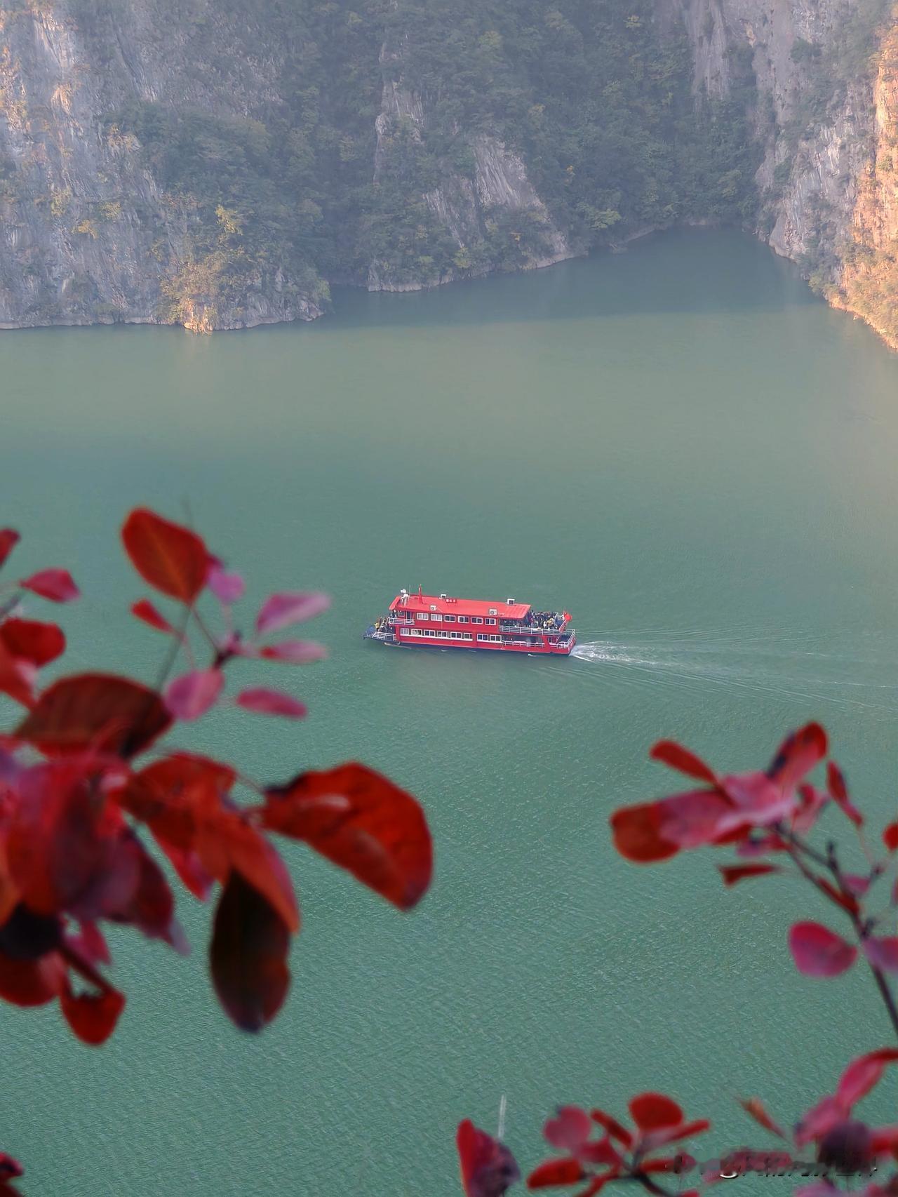 现在去巫山三峡龙脊看红叶正当时！11月19日，“三峡龙脊”就已披上如火红叶，与碧