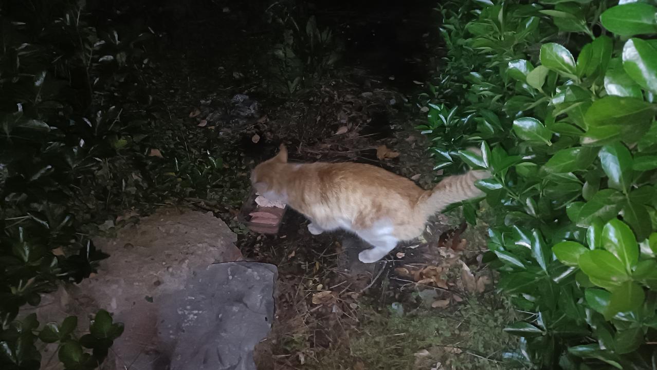 今天很是闷热，偶尔有零星雨点飘过。晚上去喂流浪猫，路上不停遇到等候的猫咪，我会给