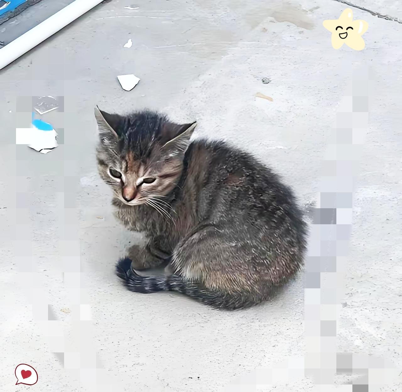 贵阳这位烤鱼店老板的经历，真的印证了善良藏着最硬核的运气！不过是习惯性喂下店