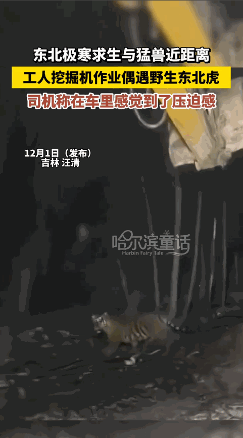 “太吓人了！”11月30日，吉林延边，一挖机工人晚上干活时，突然看到不远处有只老