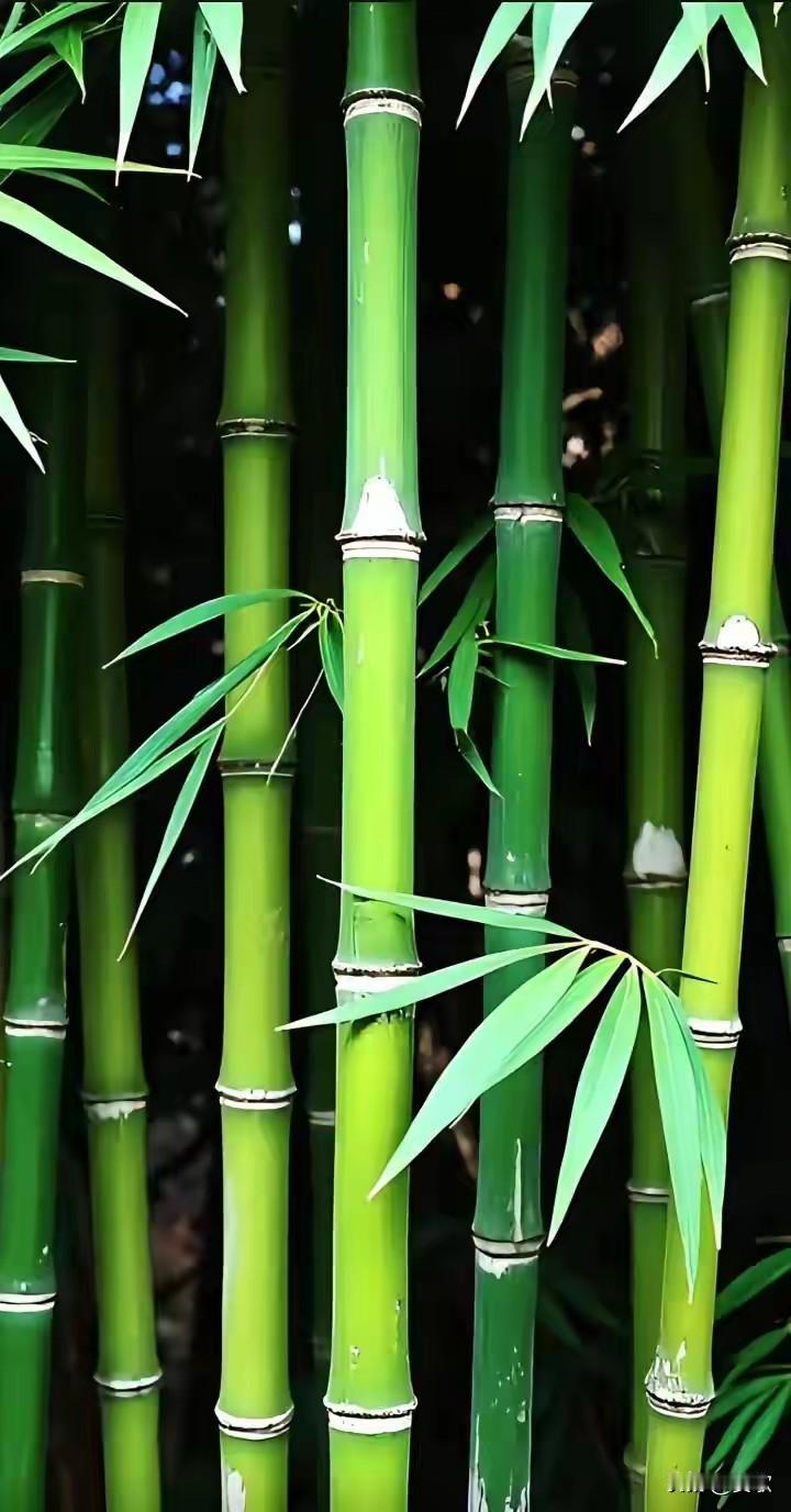 上联:瑞雪梅花添雅意下联:祥云竹节报平安横批:万事如意