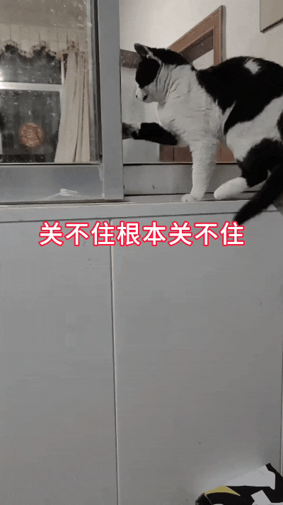 看到这个视频，我直接笑出鹅叫！这奶牛猫也太成精了吧，跟个小大人儿似的，站在柜子上