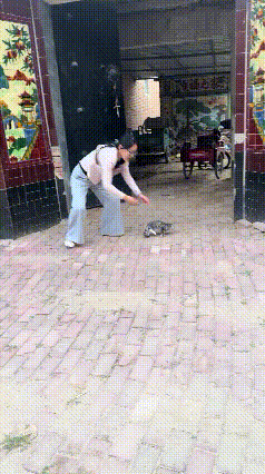 真的被这只小猫咪的忠诚度狠狠破防了！很多人都说猫咪高冷无情，养不熟，眼里只