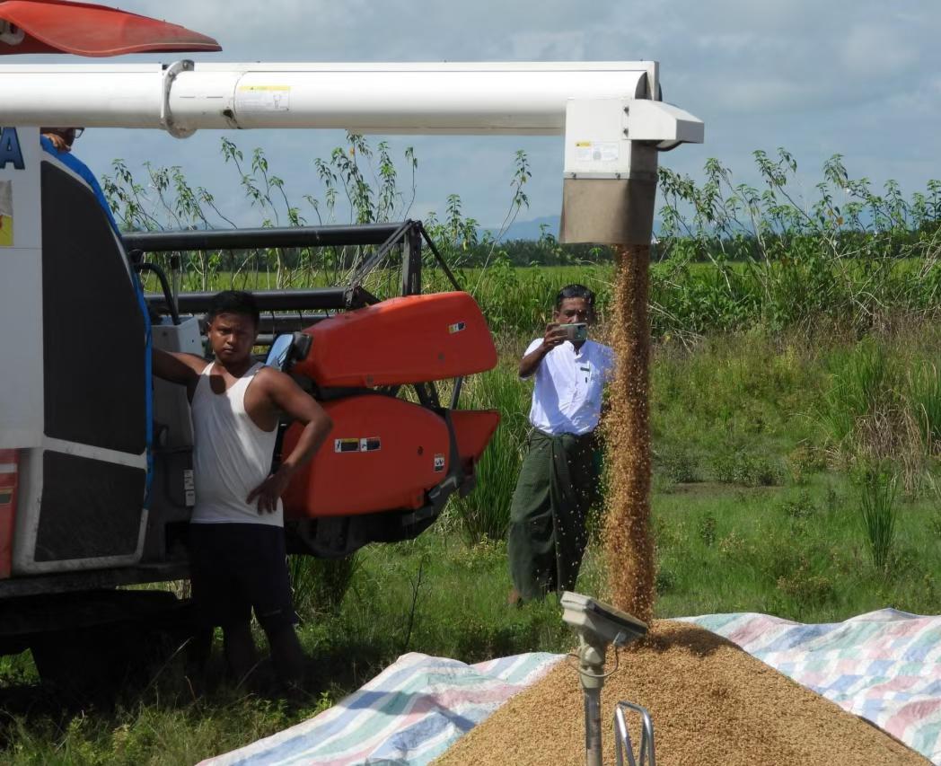 缅甸若开邦大米滞销极为严重！若开邦一直是若开军和缅甸政府军交战的主力区域，若