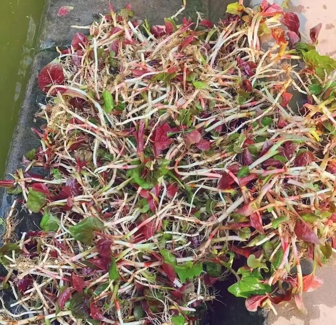 好吃的扎耳根
