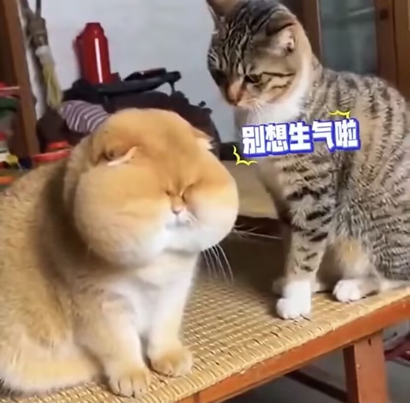 一只猫咪在玩蜜蜂，而另外一只在看，在看的那一只却被蜜蜂蛰了脸，猫脸是肿得可怕！