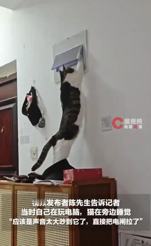 “笑不活了！”河南小猫被电脑声吵醒，竟上演“精准拉闸”报复，这智商简直成精了！