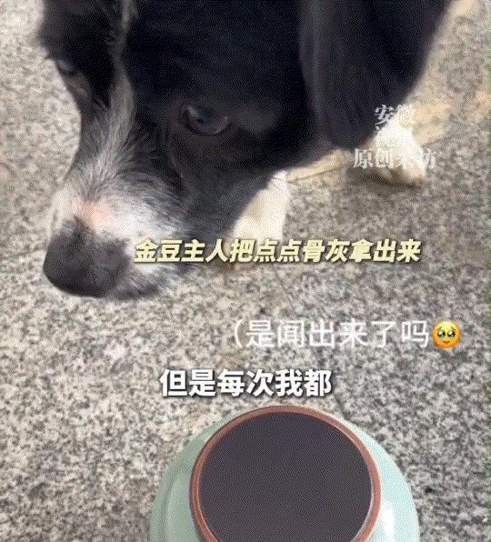 四川，一女子发视频称，自己狗子最近去世了，而它的好伙伴点点狗却一直都想找狗子玩，