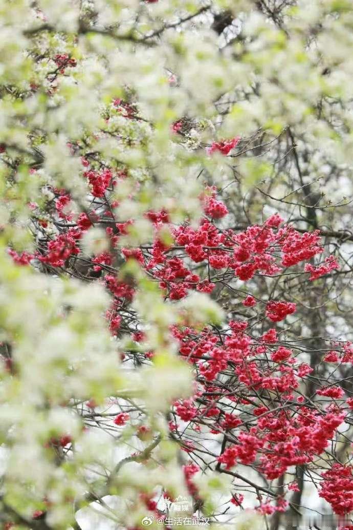 武汉青山公园梨花盛开【地铁直达，青山网红梨花爆火！】春日到，百花开全