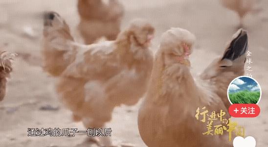 沙漠里养鸡能治沙，这事儿听起来挺神奇，但其实原理很简单。你想啊，沙漠为啥寸草不生