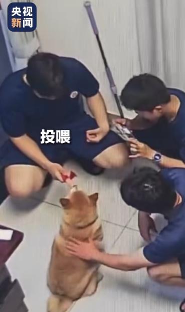 深夜消防站突现“不速之客”，径直闯门不慌不忙，消防员瞬间破防！据扬州消防5月12