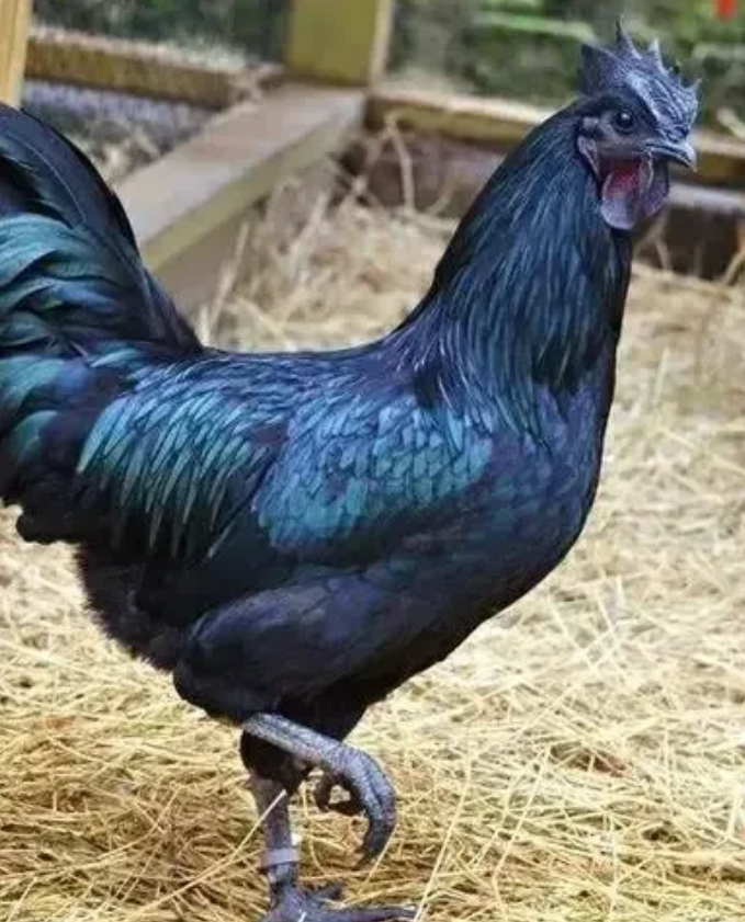 全黑例外！印尼黑鸡成全球最贵稀有鸡种