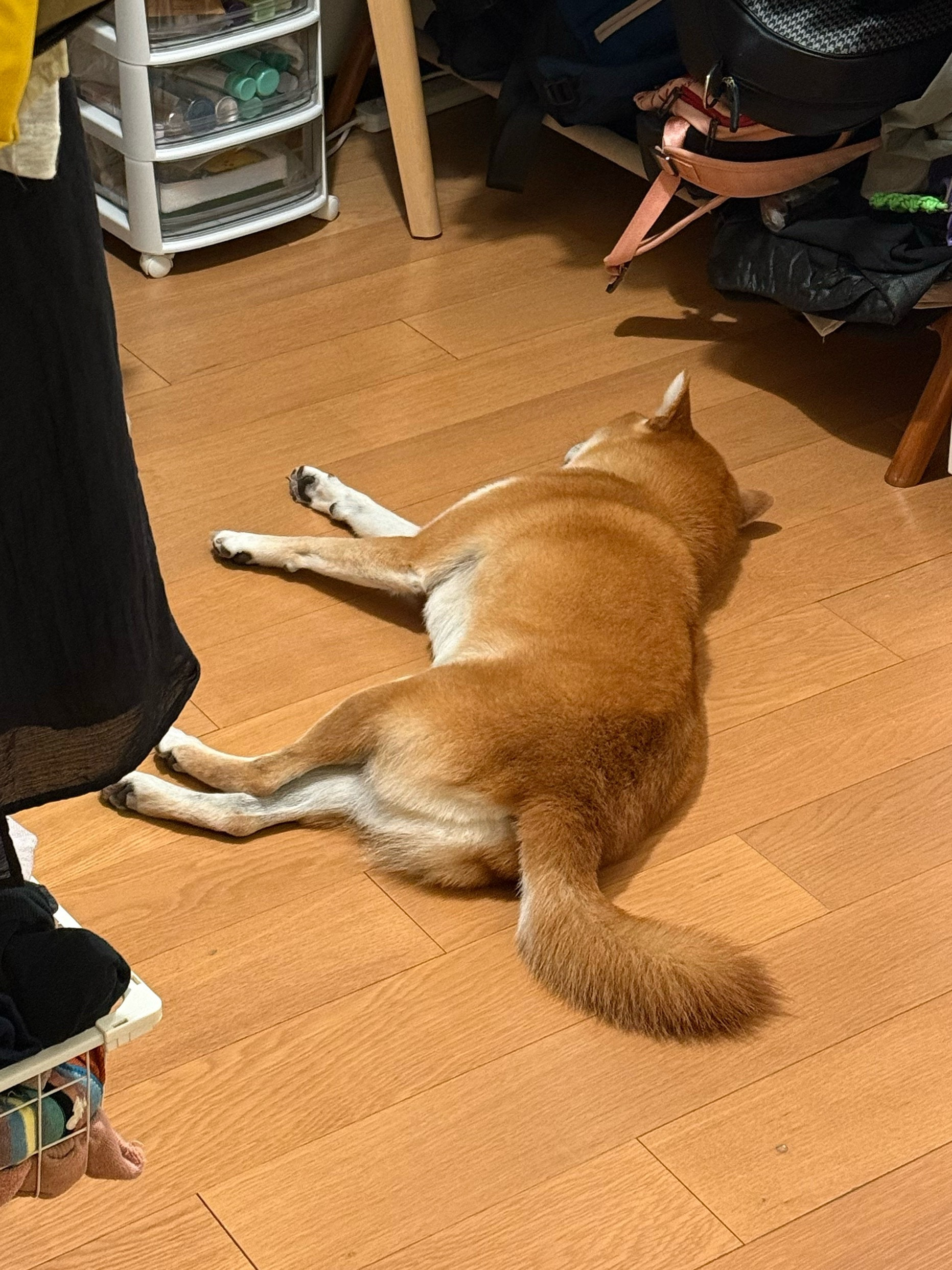 把少爷溜透了，可以吃早餐了​​​