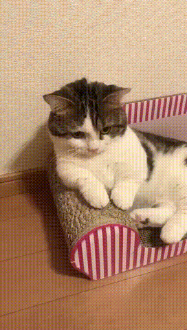 突然想起自己是一只猫！