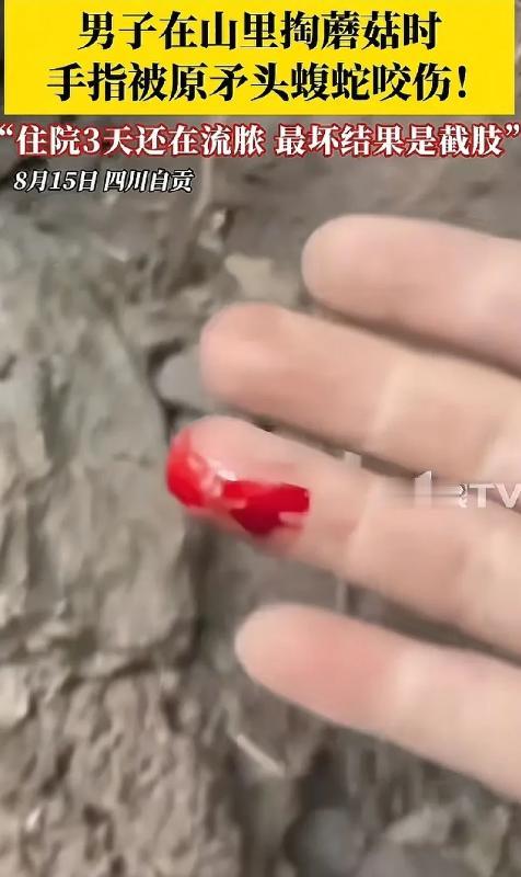 “太可怕了！”四川自贡，男子上山采蘑菇，看到一洞口处有一窝“乌林参”，顿