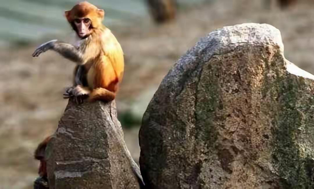 女娲补天余三石：悟空、石矶、宝玉的传奇由来女娲补天炼五彩神石，九天九夜补全