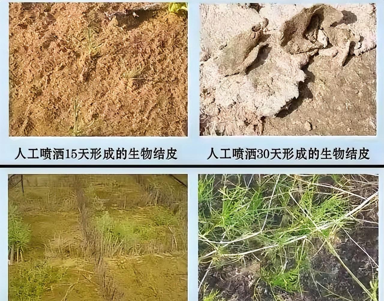 对付沙漠，我们以前的路子都是硬刚，种树，再种树。现在中科院却换了新思路，不再急于