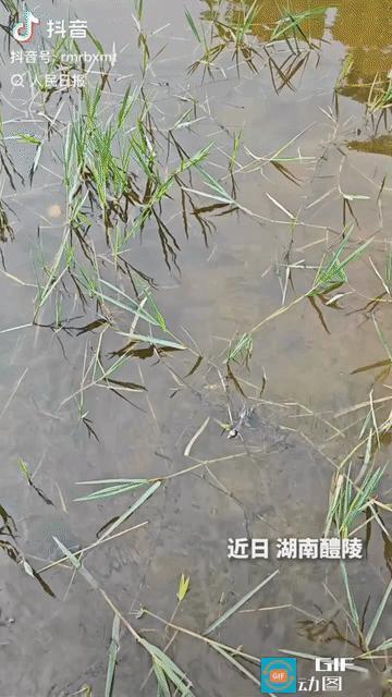 “上人民日报了！”湖南，男子出门闲逛，发现一只受伤的小䴙鷉被困在水里，可怜又无助