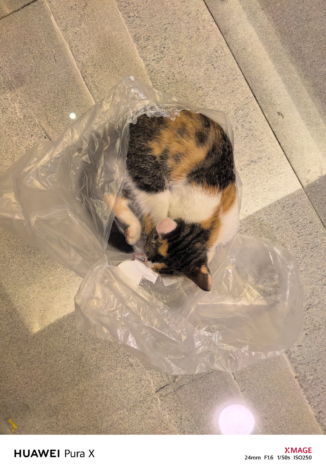 又又又又又又捡回来了一只小破猫！话说刚来也得客气点吧。你倒是一点也不客气。跟着我