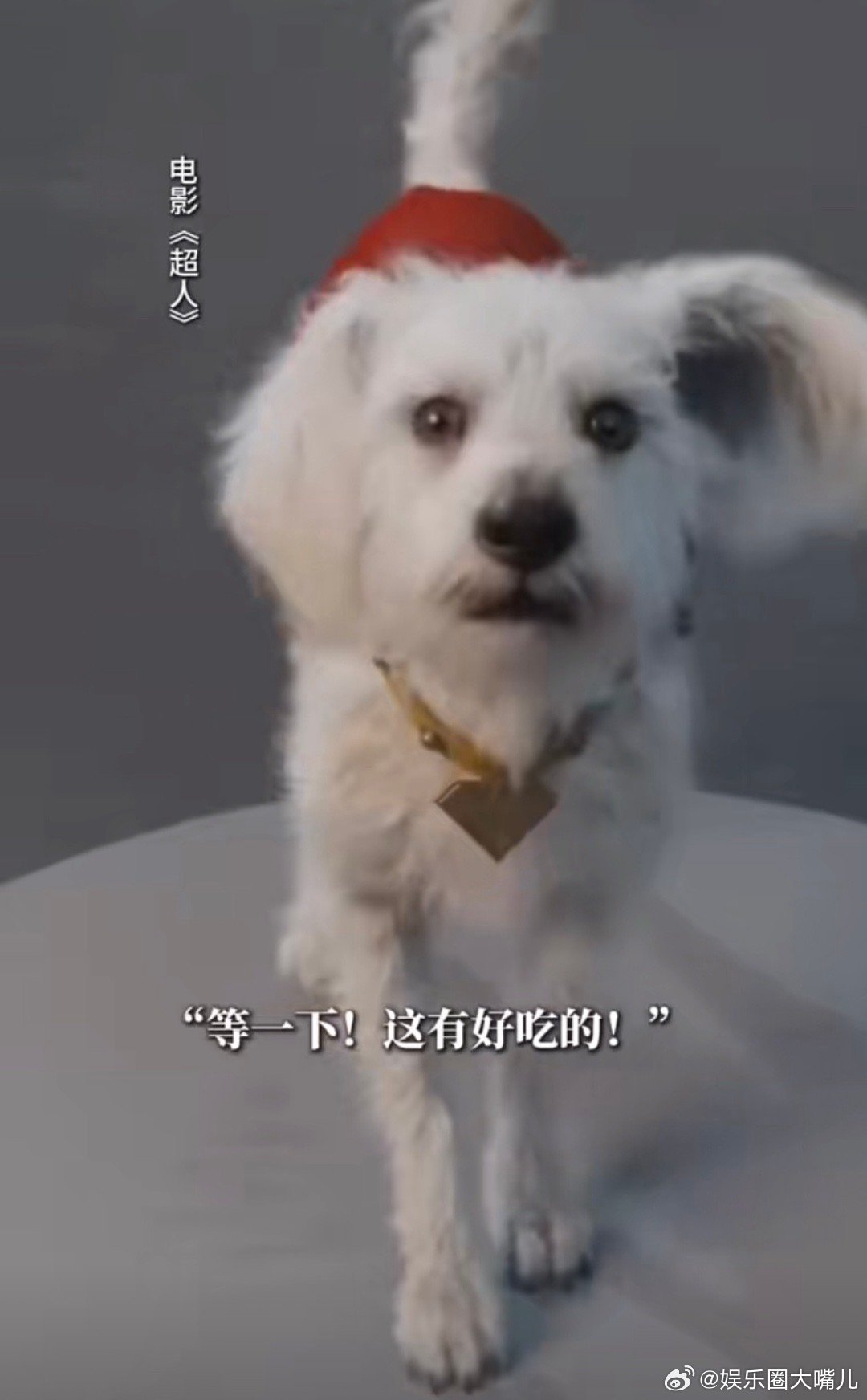永远别惹养狗的人新版《超人》这段把养狗人的底线拍得明明白白：欺负我可以，动我狗