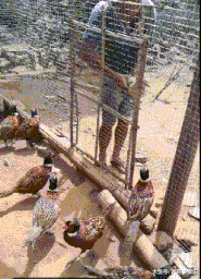 搞笑GIF: 妹子登高拍风景, 奈何大风不正经