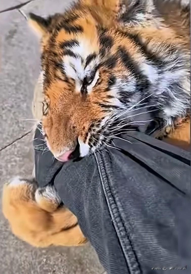 今天在网上学了一招，不知道管不管用！主播说，当老虎咬到你的腿时，你会怎么办？这时