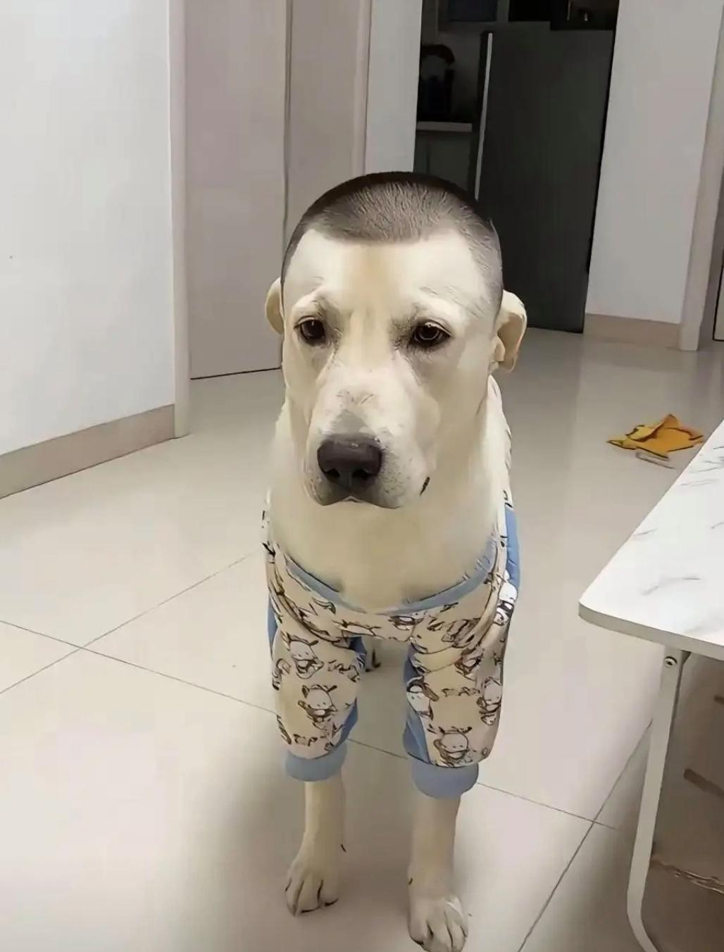 给狗狗🐶换了个新发型