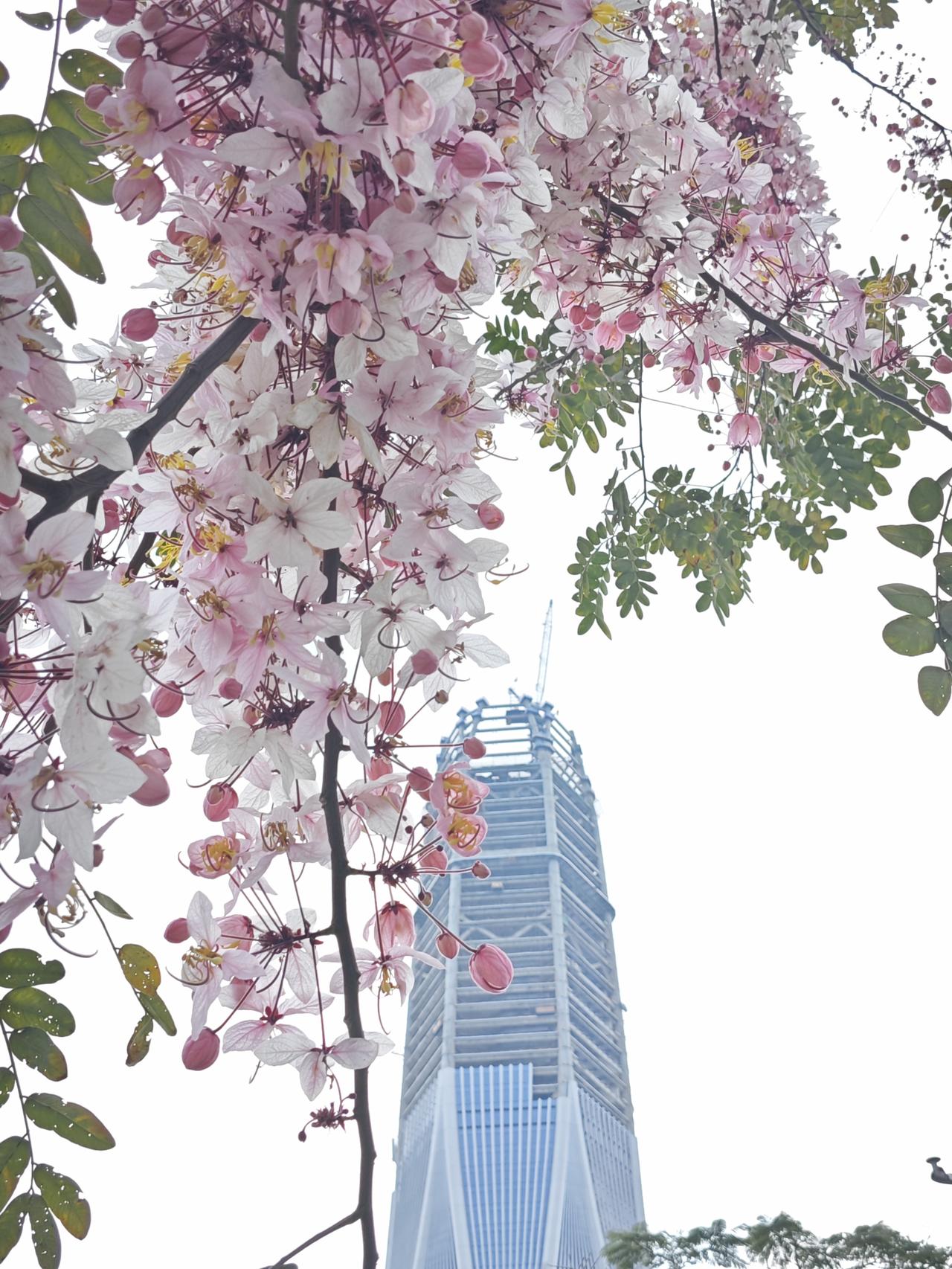 深圳真的很美。深圳的春天。高楼与鲜花的完美结合。这是刚刚在路上碰到的一片风景，这