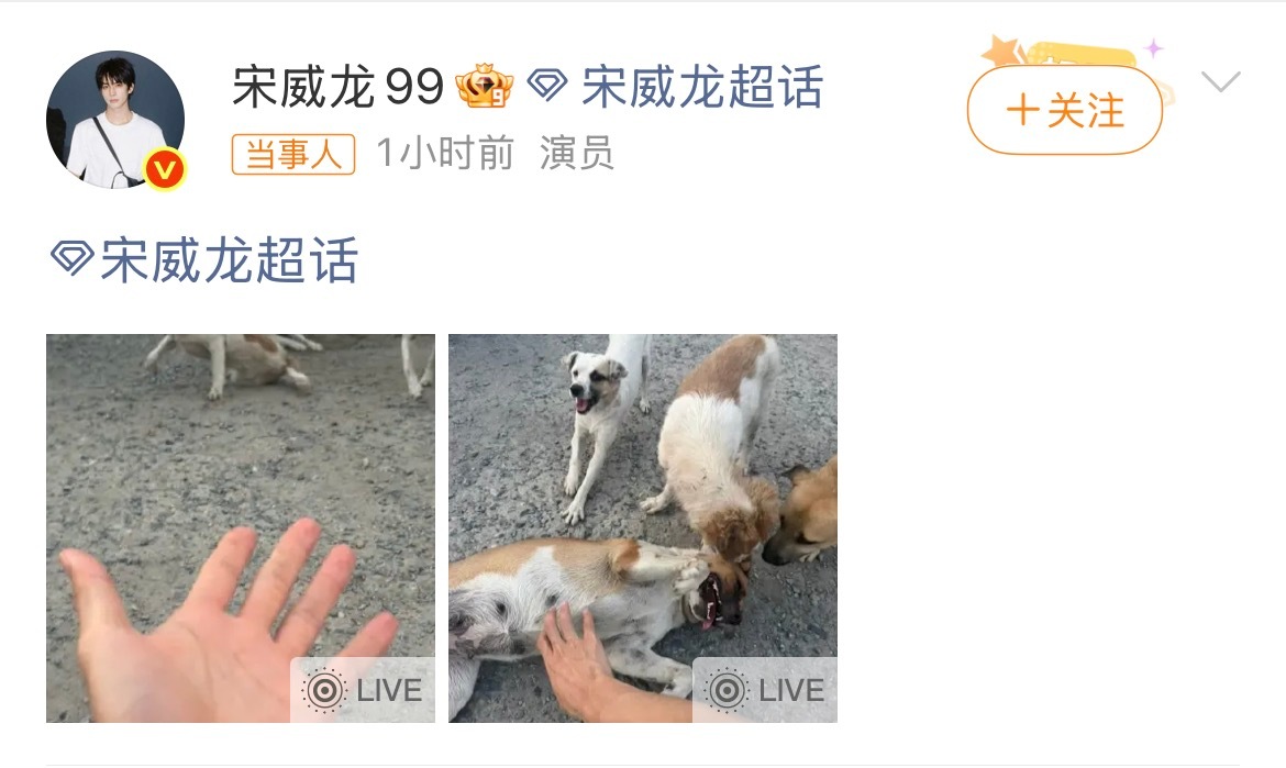 宋威龙撸狗被狗狗包围的瞬间，温柔属性直接拉满