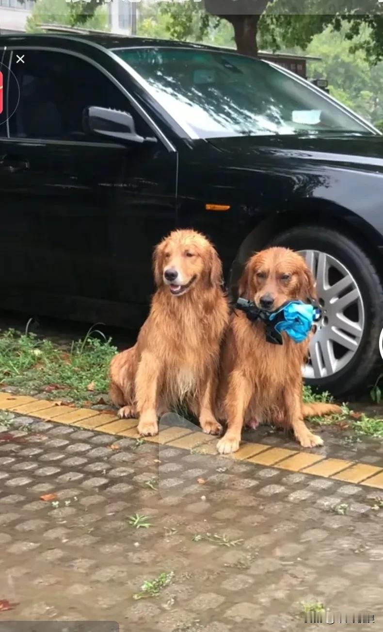 金毛察觉到主人出门没带雨伞，便打开家门，叼着伞早早地在车旁等候。它虽然不是最完美