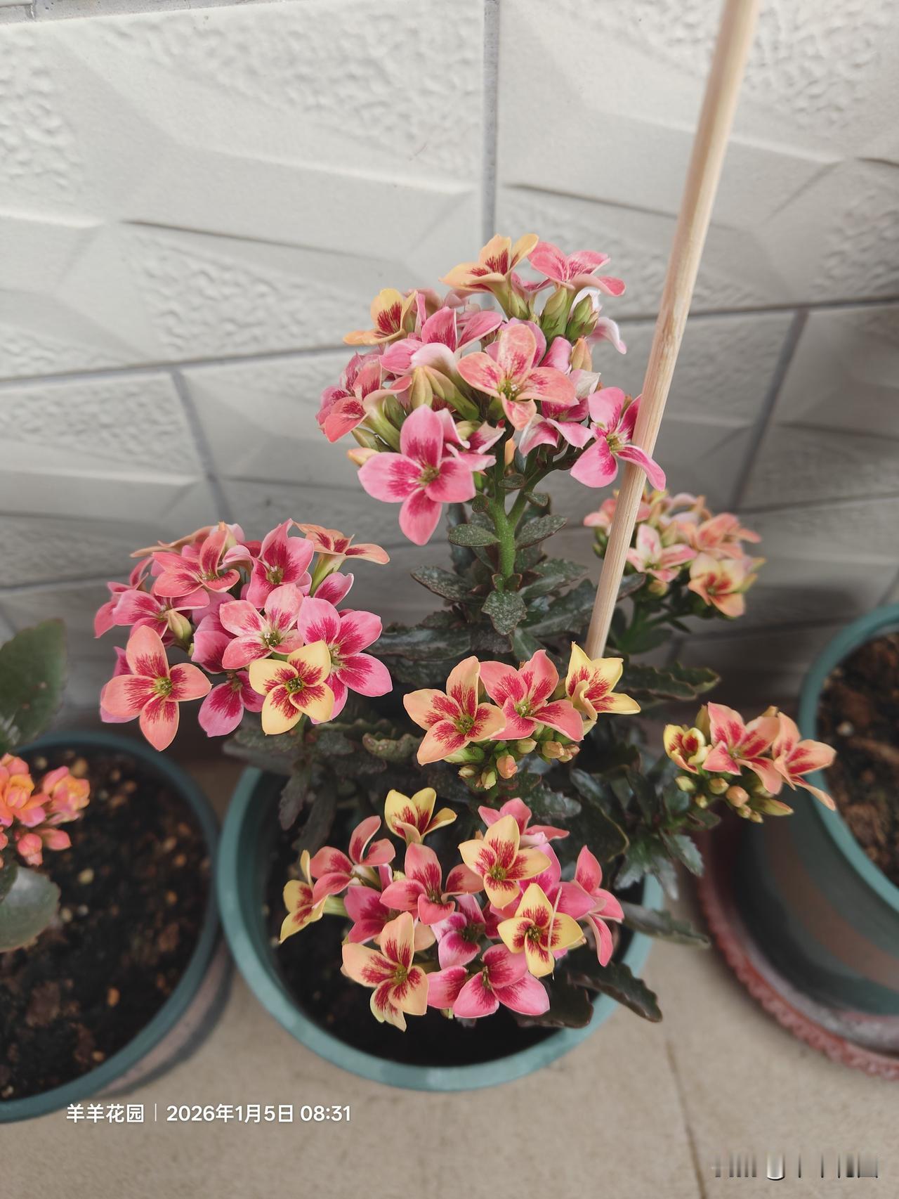 长寿花开花样板