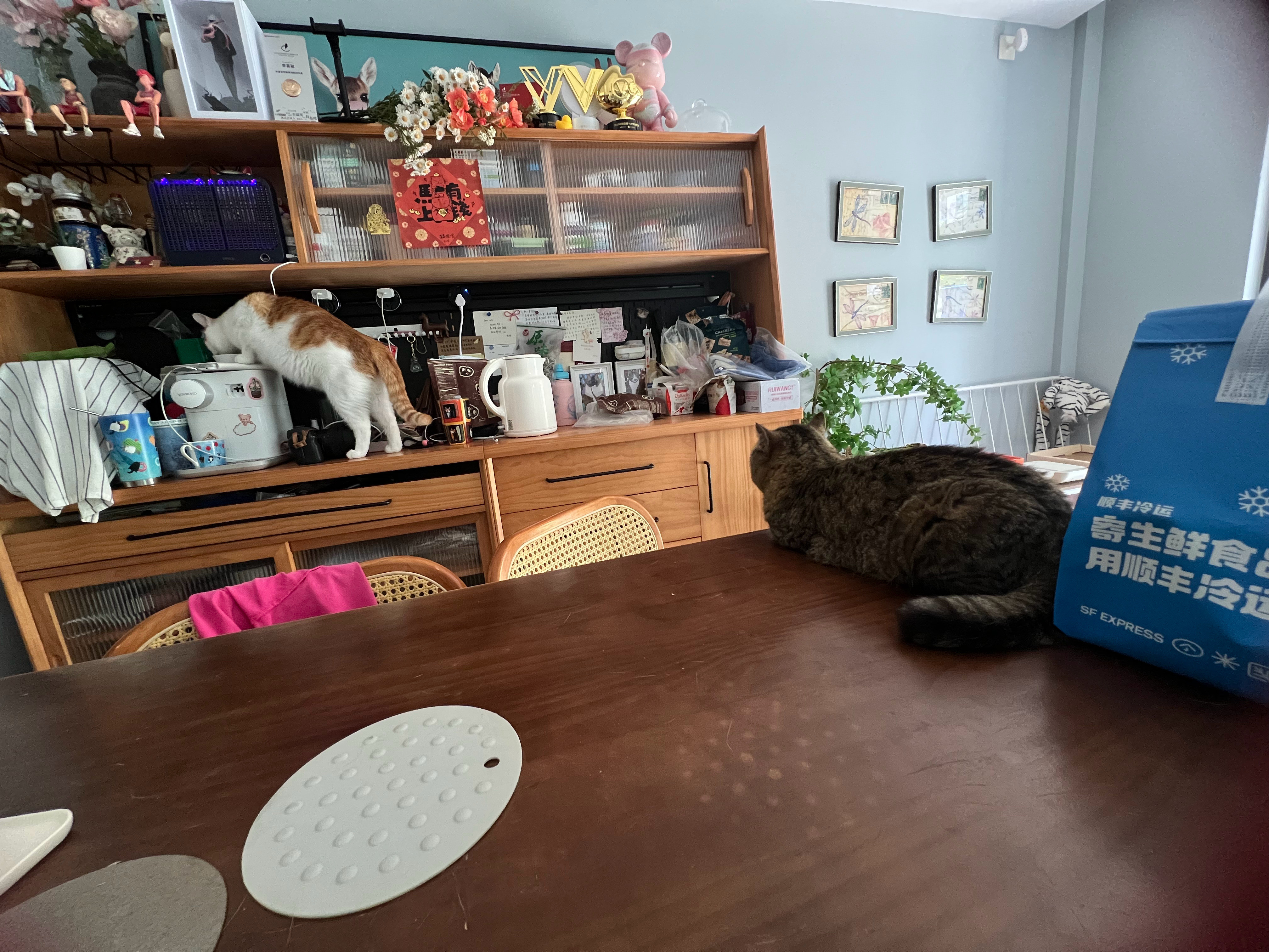 干饭猫和盯梢猫萌宠c位计划