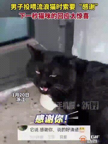 太新奇了！浙江一名男子给一只流浪小猫喂食，小猫当即埋头苦吃起来，男子见状突然询问