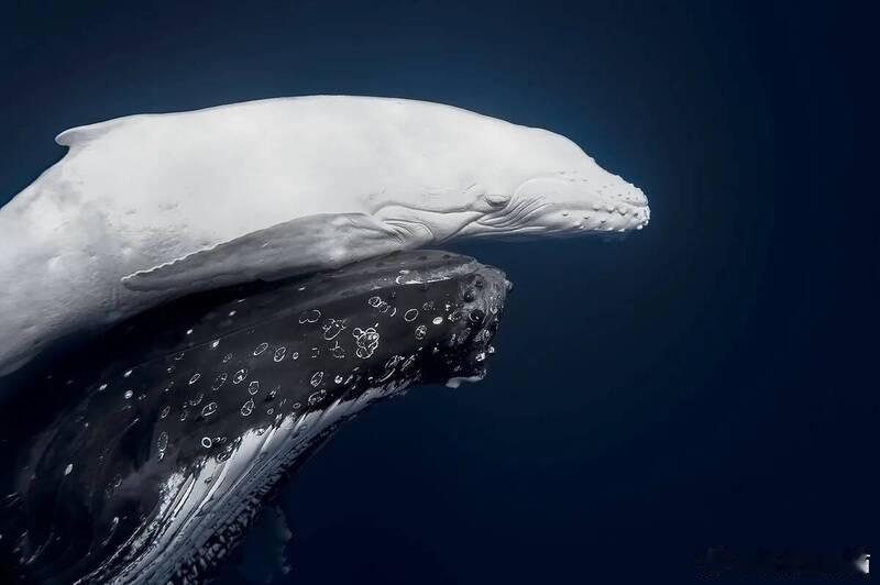 4万分之一奇迹！“全白座头鲸”母子同游斩获全球摄影大奖海外新鲜事ai热点共创计