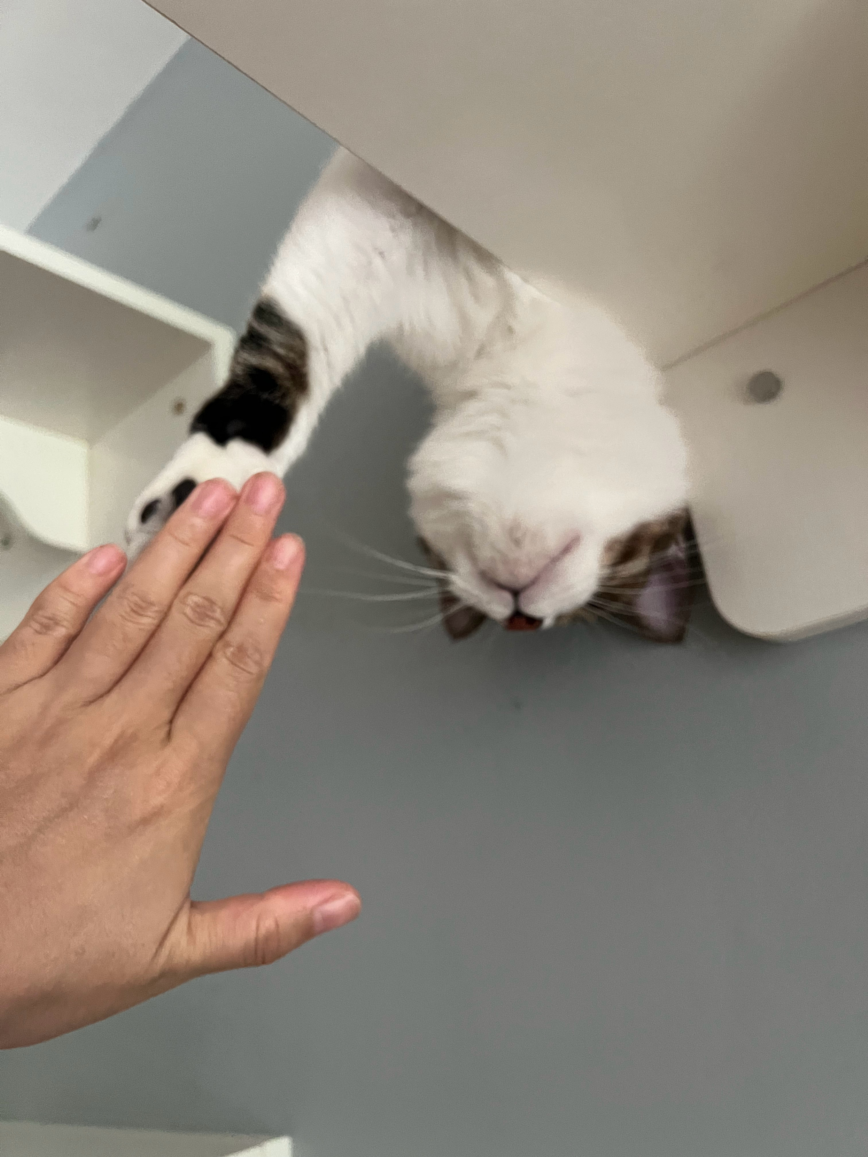 给小猫一个“嗨”👋萌宠c位计划​​​